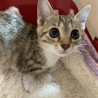 家族が出来ました♡薄めキジ白♀美香さん☆推定3ヶ月