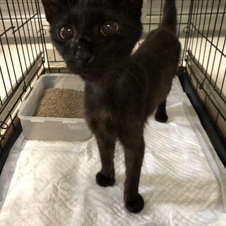 譲渡されました！有難うございました♡