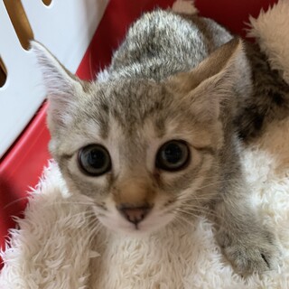 家族が出来ました♡薄めキジ♀恭子さん☆推定3ヶ月