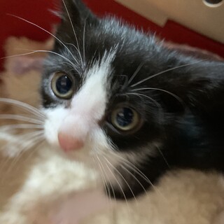 家族が出来ました♡ジムニーくん♂
