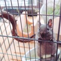 デグー  ♂一歳
