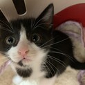 家族が出来ました♡ハチワレ ラパンちゃん♡