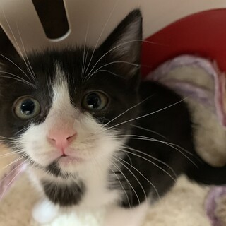 家族が出来ました♡ハチワレ ラパンちゃん♡