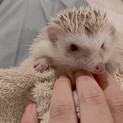 ハリネズミ シナモンパイド女の子募集締め切り
