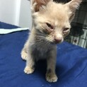 生後1〜2ヶ月の野良猫ちゃん