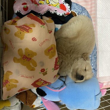 めっちゃちっちゃい。