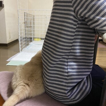 お母さんの後ろにくっつく