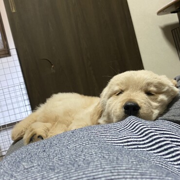 小さい頃はよく膝の上に乗って寝ていた、今も座りに来るけど手を噛んでしまう。
