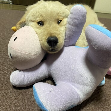 イーヨーちゃんのぬいぐるみに包まれて、アホ顔。