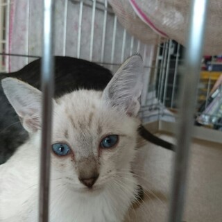 ブルーアイが素敵なポリ君