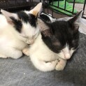 生後5ヶ月の姉妹猫です