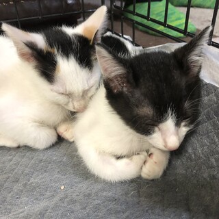 生後5ヶ月の姉妹猫です