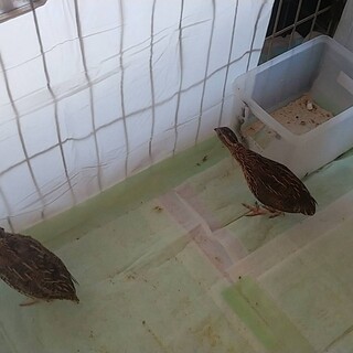 生後３ヶ月 とっても元気な並ウズラのつがい