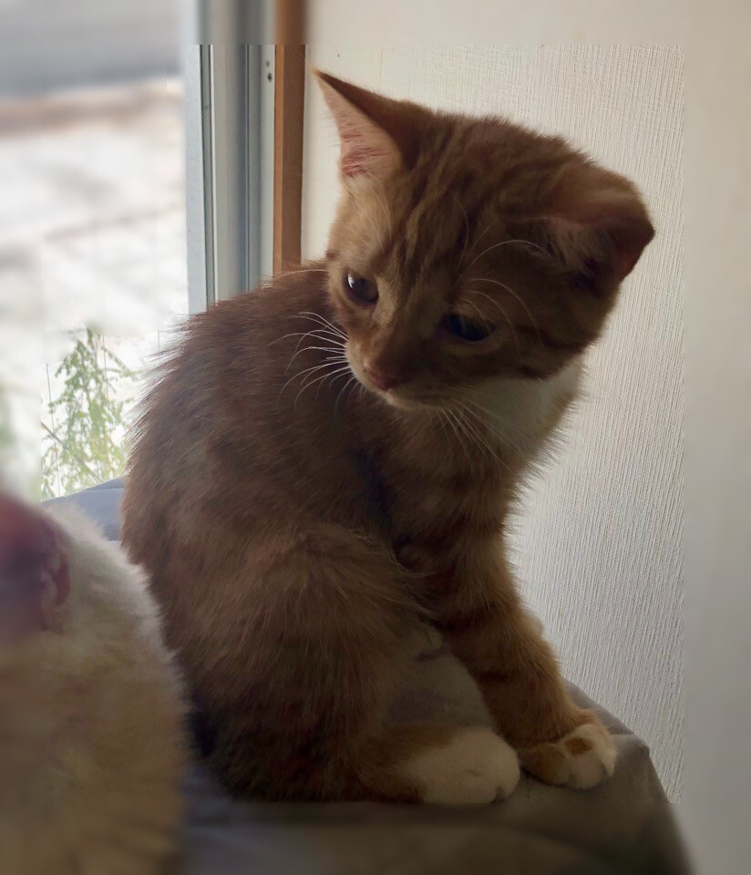 【8/17家族決定】大阪府・もみじ君★猫がすきな僕 サムネイル1