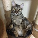 人懐っこく甘えん坊なキジトラ猫