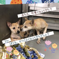「どんどん可愛らしくなるふう兄弟→全頭譲渡決定！」サムネイル2