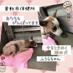 「どんどん可愛らしくなるふう兄弟→全頭譲渡決定！」サムネイル3