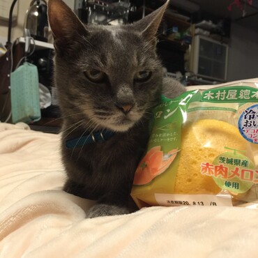 p(^_^)q みゅう兄貴！メロン味の元気玉送ります！！僕は元気、今日は鯖のごま油焼きだったよ〜