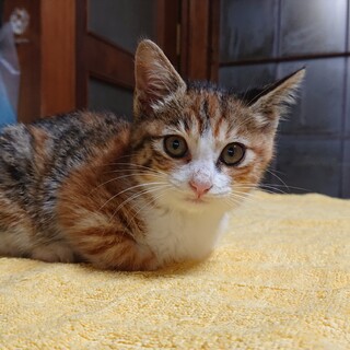 人慣れバッチリ甘えん坊の白三毛ちゃん♀