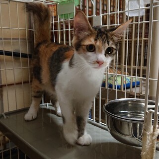 しっぽフサフサ、美人の白三毛ちゃん♀