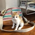 里親募集中(=^ェ^=)可愛い女の子です♡