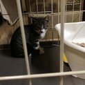 子猫ぱっぱ君