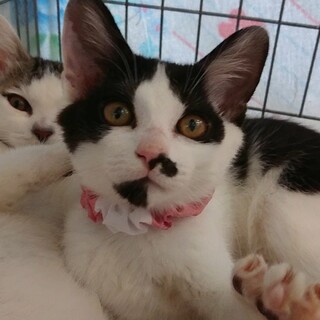 ※10/4譲渡会開催！モノトーン親子　『ハナ』