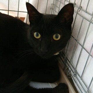 (8/12動画追加）ハンサムブラック「くろな」♂