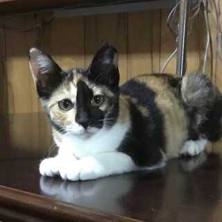終生飼える方求む