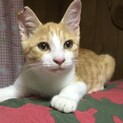 終生飼える方