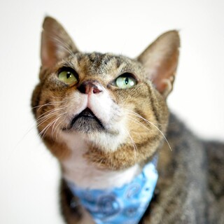 河川敷で虐待され救われたブン太くん