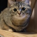 可愛いスコティッシュとチンチラのMIX