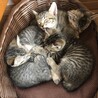 komaにゃん