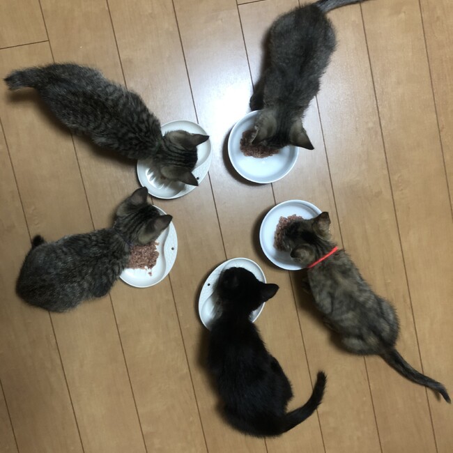 komaにゃんのカバー写真