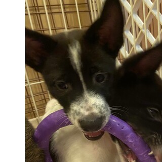 臆病だけど頭の良い子なので素晴らしい家族になります