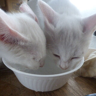 5月生まれの白猫兄弟