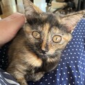 それいけサビっ子！甘えん坊さん