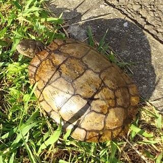 急募！クサカメを保護しました