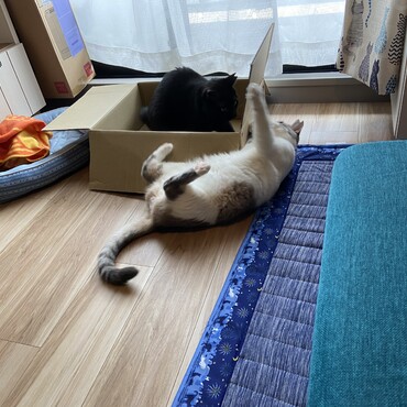 捨てられない段ボール