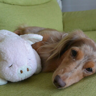 昼寝を起こさないで！！