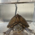 カブトニオイガメ♀手の平サイズです！