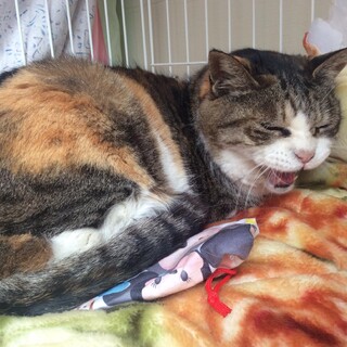 おとなしくて可愛い10歳女の子