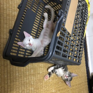生後2カ月半の兄弟猫 元気いっぱい！！