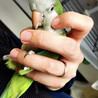 荒鳥　オキナインコ サムネイル2