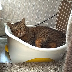 トイレは避暑地？