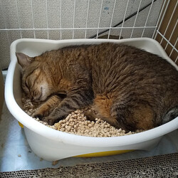 「トイレは避暑地？」サムネイル3