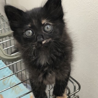 一時停止　きらきら☆彡宝石みたいなジュエルちゃん