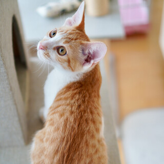 新たなご家族ができました♡