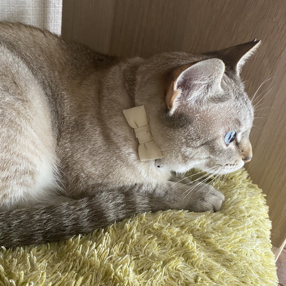 伽羅のカバー写真