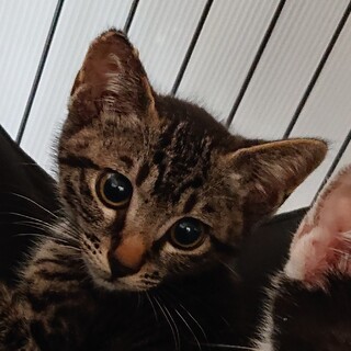 ビビりの大人しい男の子「いつ」君